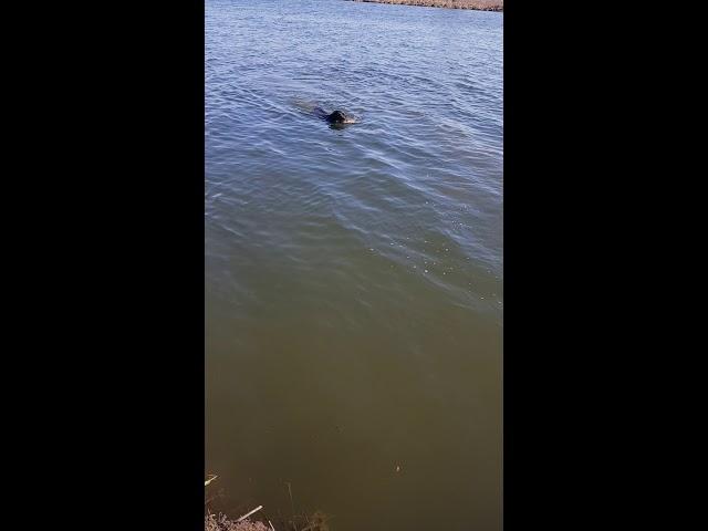 Лабродор прыгает в воду.Бакси.