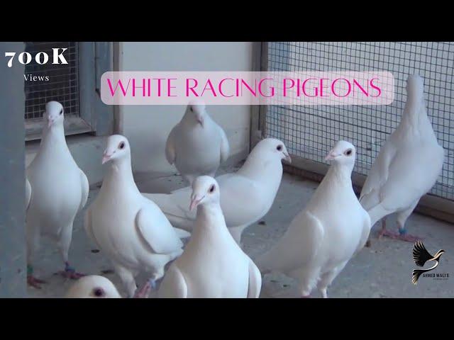 Exotic White Racing Pigeons.