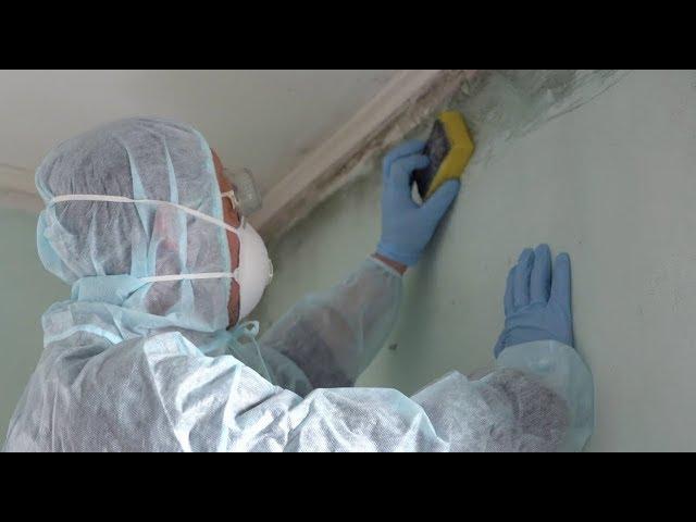 Mold Removal: Clean Up or Tear Out?