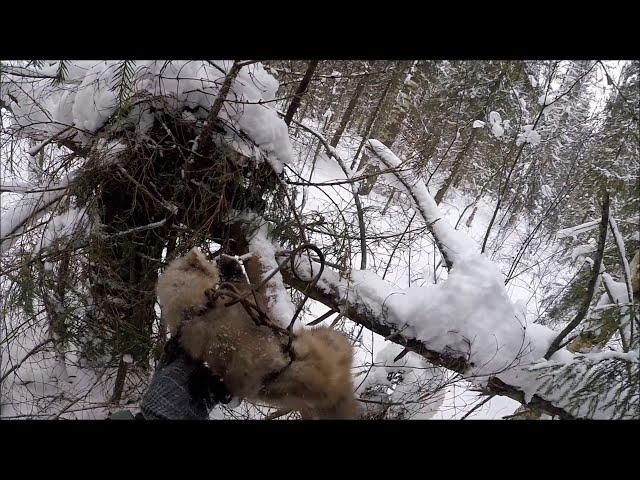 Охота на куницу. Удачная проверка капканов (Будни охотника и рыбака)