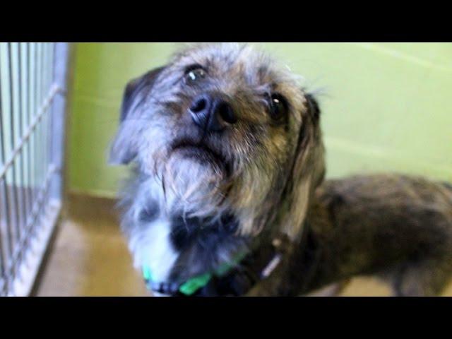 Stray Dog Gets Adopted After Showing Off Ginger Rogers Dance Moves