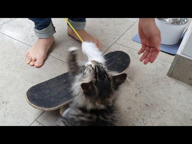 Magic - the Skateboarding Siberian Kitten