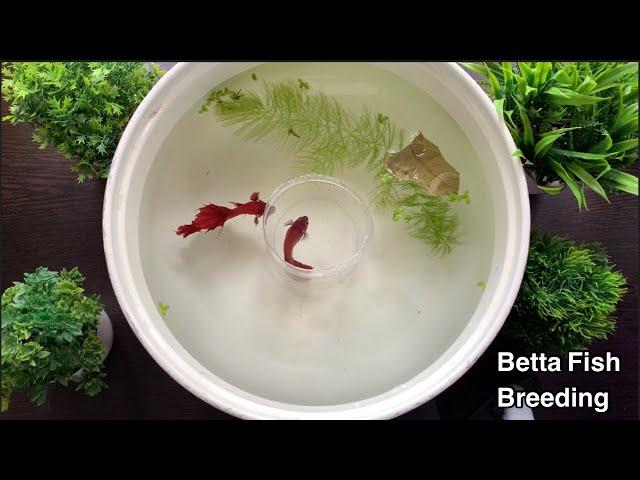 Betta Fish Breeding Procedure | Fighter Fish