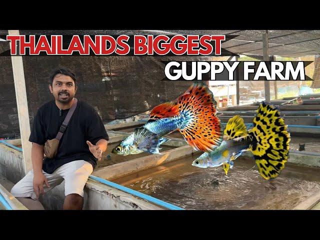 Thailands Largest Guppy Fish Farm Tour