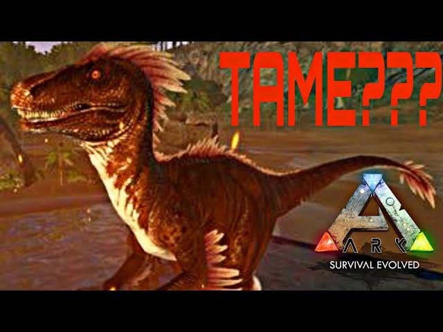 Can we tame Alpha Raptor? - Ark Mobile