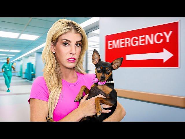 Our Dog's First Time to Emergency Room