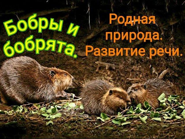 Бобры и бобрята. Родная природа. Познаем мир. Развиваем речь. .Beavers  You Tube