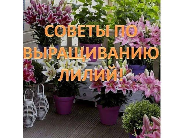 Советы по выращиванию лилий. Мои садовые растения. Часть 1.