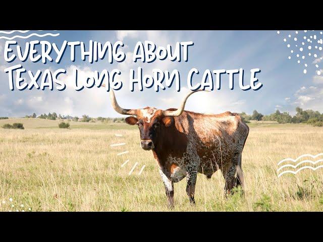 Texas Longhorn Cattle: The Steer that Tamed the Wild West
