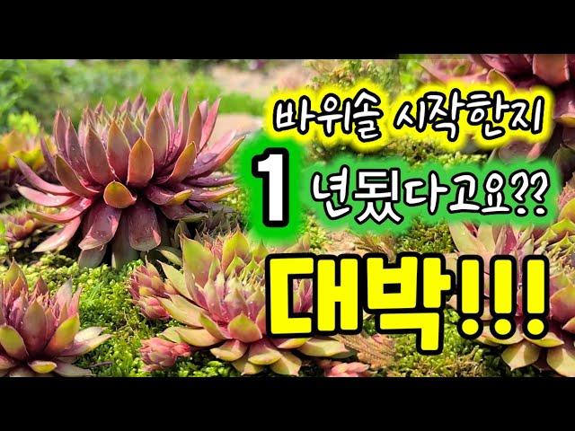 바위솔 시작 1년됬다고요? 대박! 믿어지지 않아요