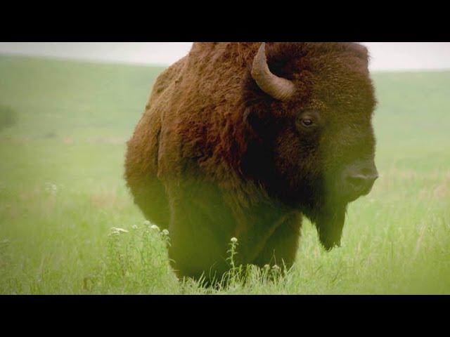 As the American Buffalo Declined, Its Symbolism Rose