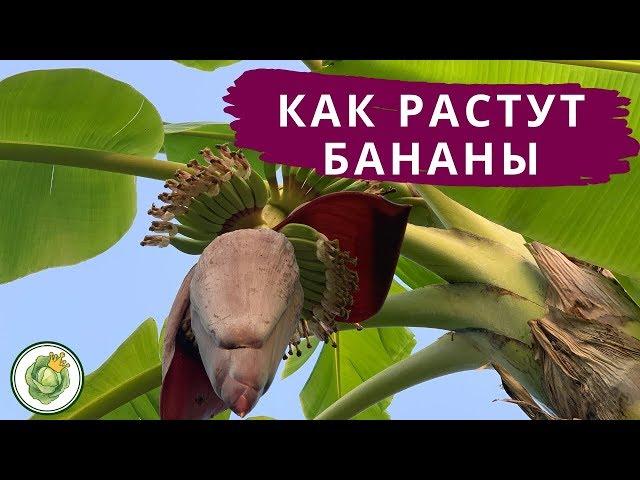 Как растут бананы в Таиланде