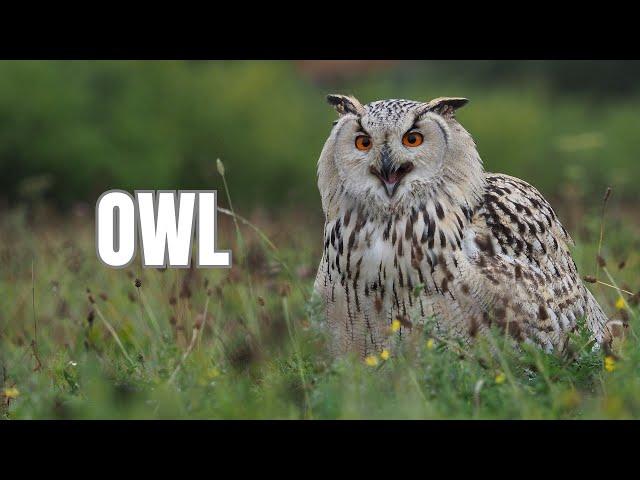 Owl Adventures: Meet the Nighttime Hunters!