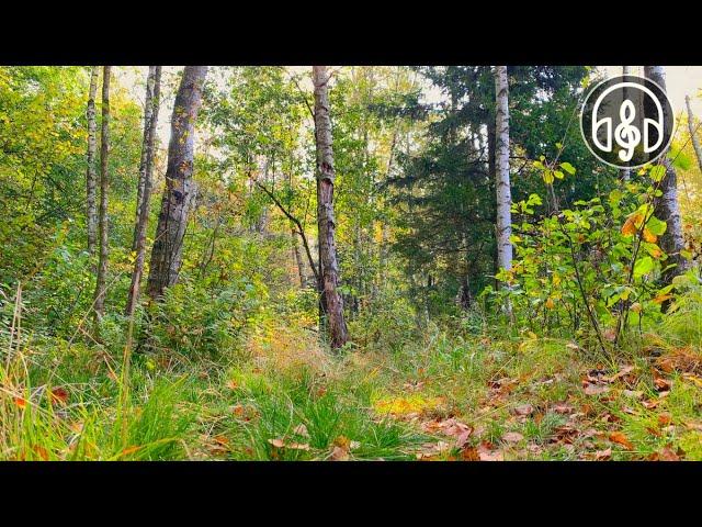 Birdsong in Autumn Forest. 3 Hours for Sleep, Relaxation and Meditation