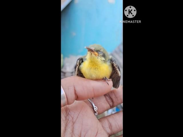 Purple Sunbird juvenile and male, female#Cinnyris asiaticus #male and #female purpal sunbird #Ezoobo