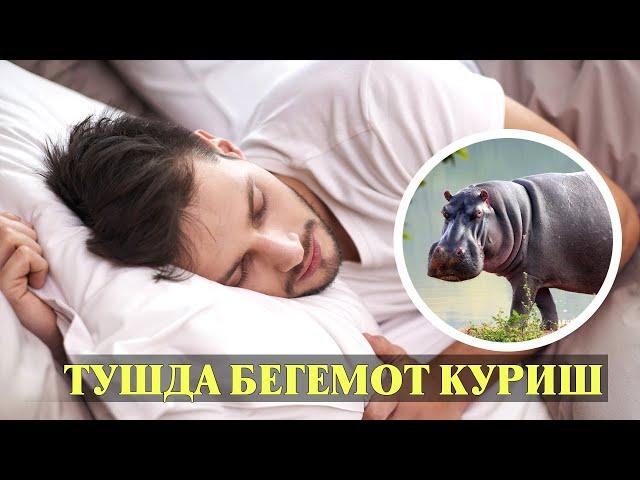 Туш табири - Тушда Бегемот куриш