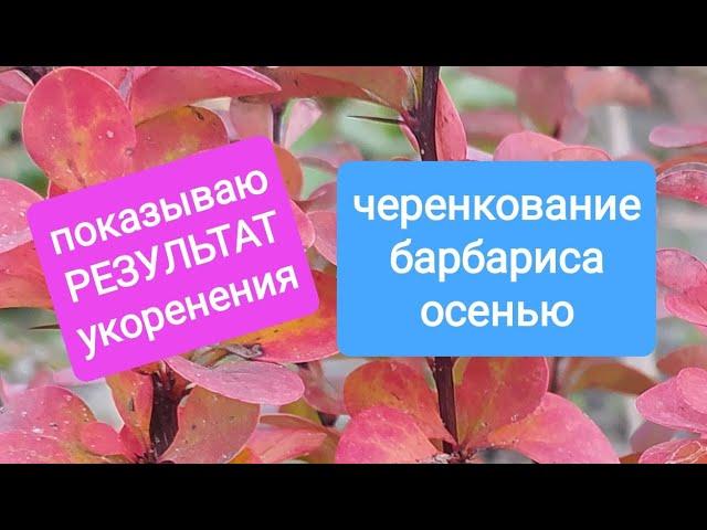 Выкапываем  прошлогодние черенки и смотрим корешки. Черенкование барбариса. Barberry. Berberis