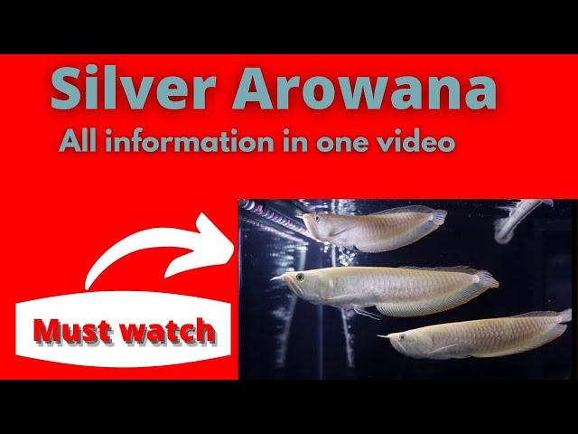 Silver Arowana fish information in one video by "The Aqua world"#information #arowanafish #fishguide