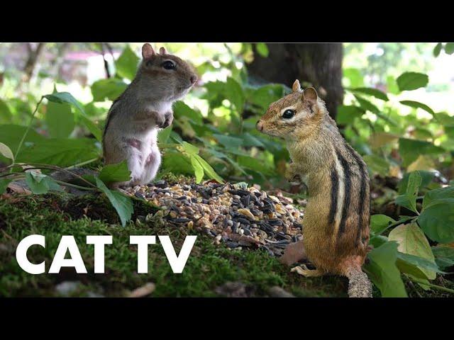 Chipmunks and Red Squirrels of the Forest - 10 Hour CAT TV - Sept 22, 2023