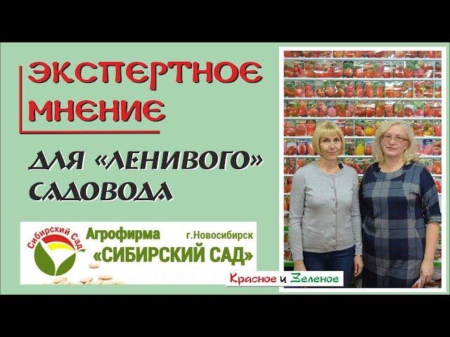 Сибирский Сад. Сорта томатов, перца и баклажанов самые простые в выращивании