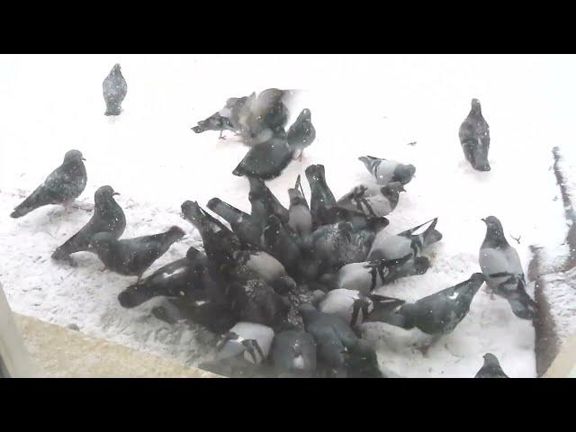 Голуби: Хлеб или зерно? (Pigeons: Grain or Bread?).