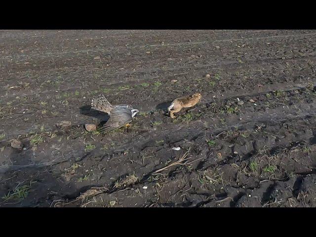 Finnish goshawk hunting rabbits and hares