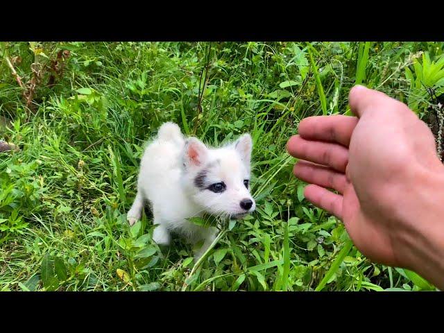 Heartbreaking! The mother fox is hurt, and the baby foxes  are crying from hunger. 