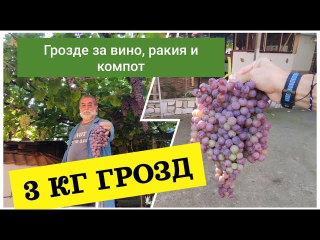 3 КГ. ГРОЗД!!! БОГАТА РЕКОЛТА ЗА ВИНО, РАКИЯ И КОМПОТ! На гроздобер в Самораново!