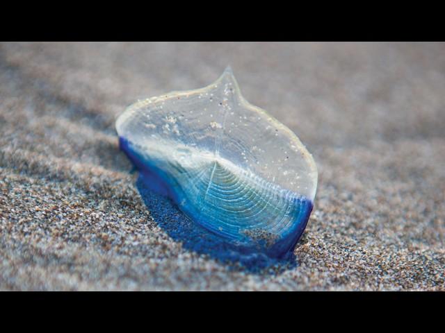 Strange Blue Creatures Invade Oregon Beaches