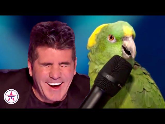 10 FUNNIEST Animal Auditions EVER On Got Talent!