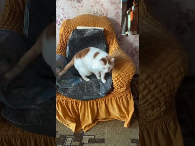 Я живу у кота