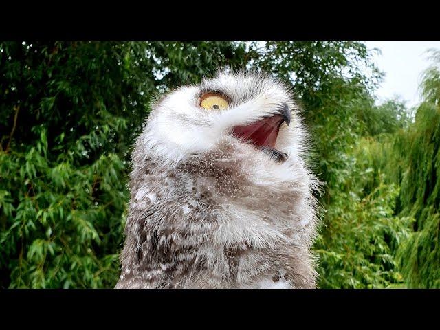 Visiting cutie pie Dobrynya the snowy owl, eagle-owl Varvara and falconer Sergey with his pupils