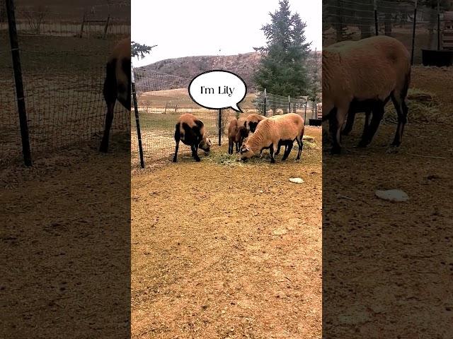 Pregnant American Blackbelly Sheep