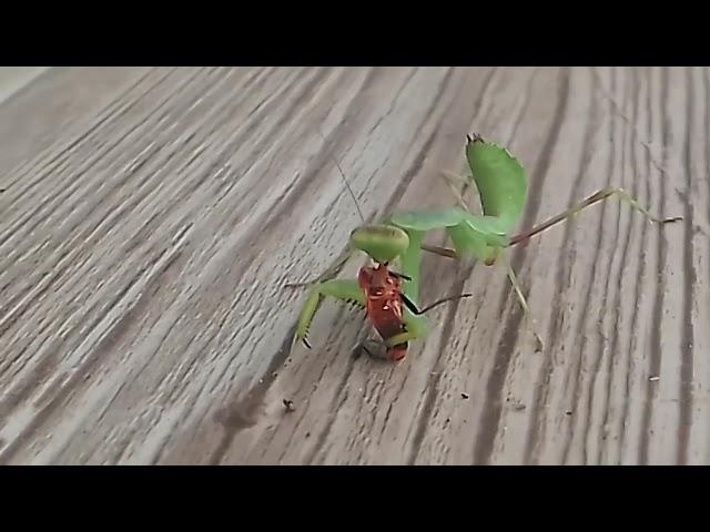 Трапеза закавказского богомола (Hierodula transcaucasica) Чечня