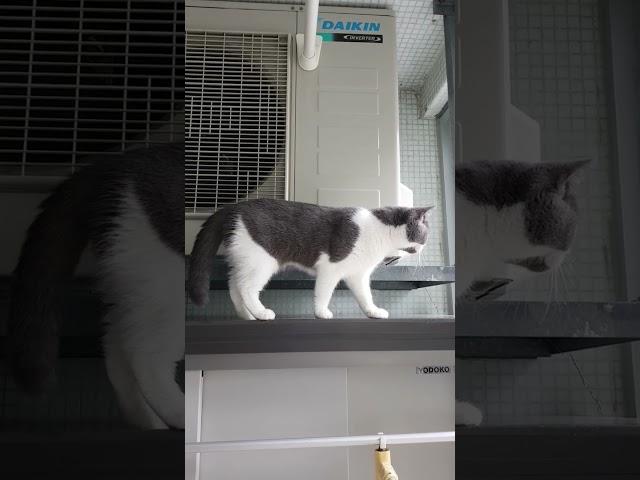 Funny cat climbing #shorts #tiktok #britishshorthaircat #tiktokindonesia #video