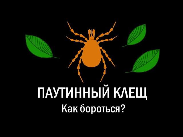 Паутинный клещ. Как бороться?