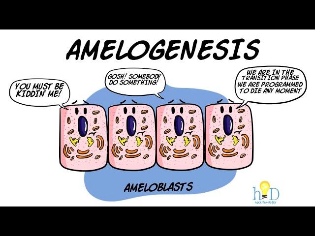 Amelogenesis - HackDentistry