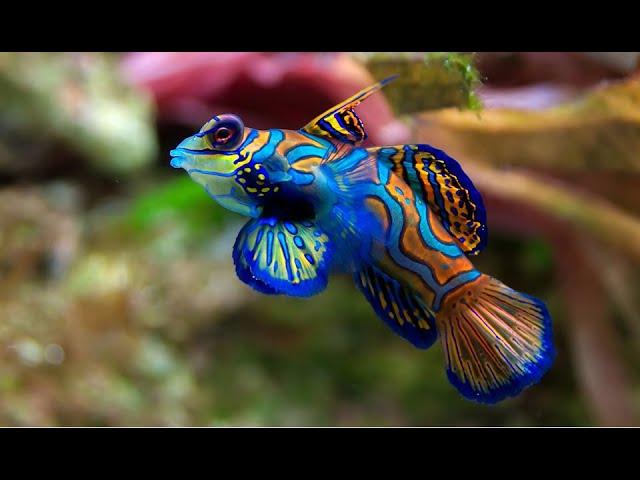 LOS COLORES DEL AGUA - Documental Naturaleza HD 1080p - Grandes Documentales