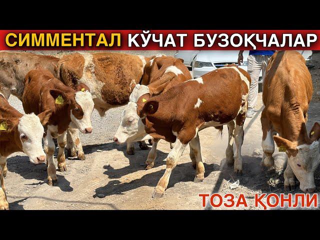 ТОЗА ҚОНЛИ СИММЕНТАЛ БУЗОҚЧАЛАР СОТИЛАДИ #2024 #симментал #молбокиш