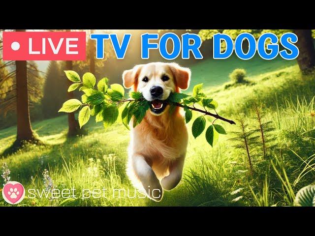 24 Hours of Dog TVCalming  Dog Music for Sleep🩷Soothing Music for Dogs with Stress and Anxiety