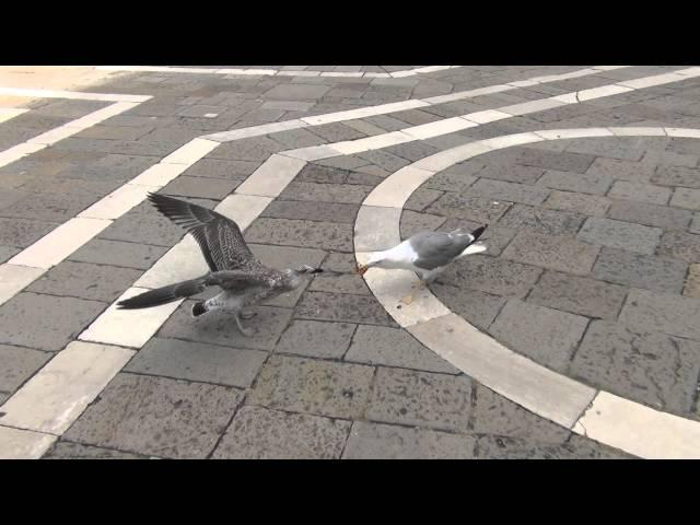 Seagull Thief / Чайка украла пиццу