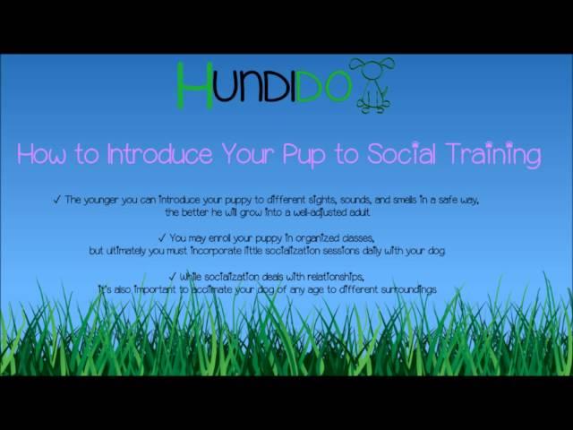 How to Introduce Your Pup to Social Training