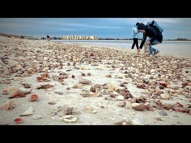 Extreme COLD brings in PILES of SHELLS to Pass-a-Grille, Florida!