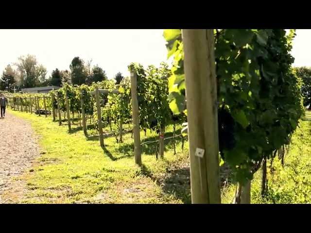 Kelowna Wine | Tantalus | Tourism Kelowna