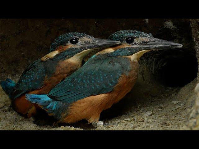 Kingfisher Dad Gets Chicks to Fly | 4K | Discover Wildlife | Robert E Fuller