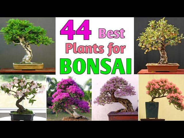 44 Best Plants for Bonsai | Best trees for Bonsai | Plant and Planting