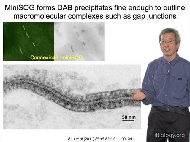 Microscopy: Correlating Fluorescence With Electron Microscopy (Roger Tsien)