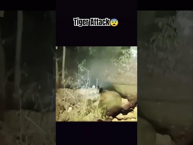 Tiger Attack #shorts #ytshorts #wildlife #pench #travelfromhome #nature #viralvideo #tigerreserve