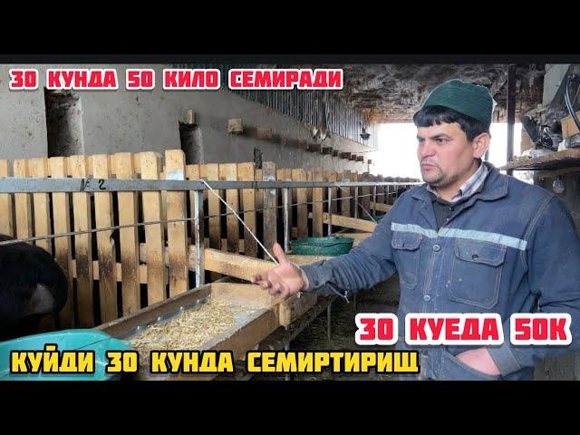 КУЙ БОКИШ БИЗНЕСИ 30 КУНДА КУЙ 50 КИЛО СЕМИРАДИ НОЛЬ ДАН ШУ ДАРАЖАГА КЕЛИШНИ УЗИ БУМАЙДИ ШОК 2022 2ф