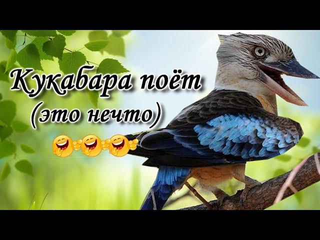 Кукабарра: душераздирающее пение ;)